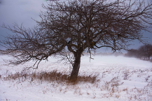 Petra Wall - Apple Tree