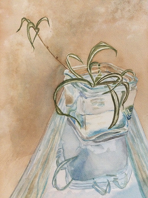 Diane Carriere - Spider Plant in Glass