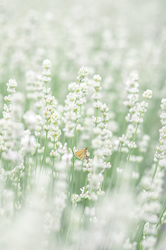 Breanna J Marshall - In The Lavender Field II