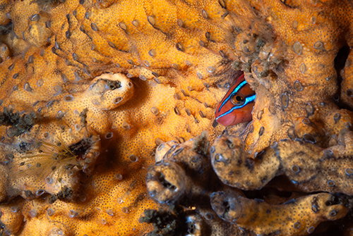 Breanna J Marshall - Jewel Of The False Reef