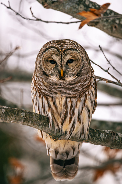 Breanna J Marshall - The Watcher In Waiting