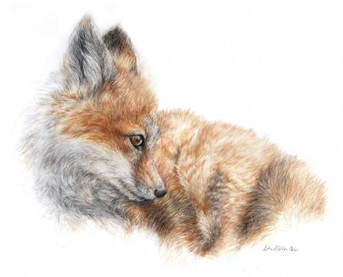 Astrid Colton - Fox Kit