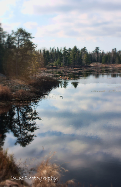 Dani Lynn Redgrift-Berthelot - Across the Pond