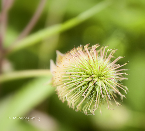 Dani Lynn Redgrift-Berthelot - Budding