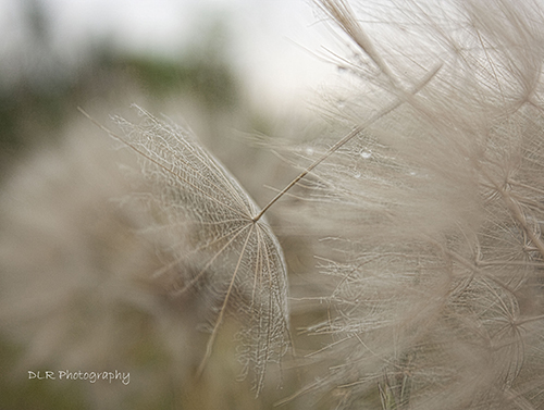 Dani Lynn Redgrift-Berthelot - In the Wind