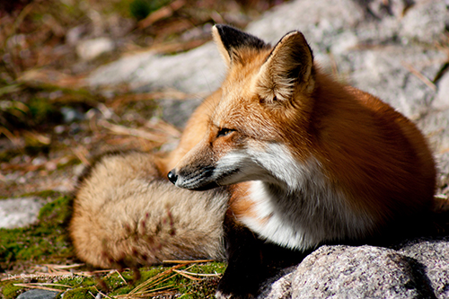 Dani Lynn Redgrift-Berthelot - Resting (Fox)