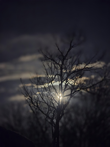 Tabitah Peltier - Tree